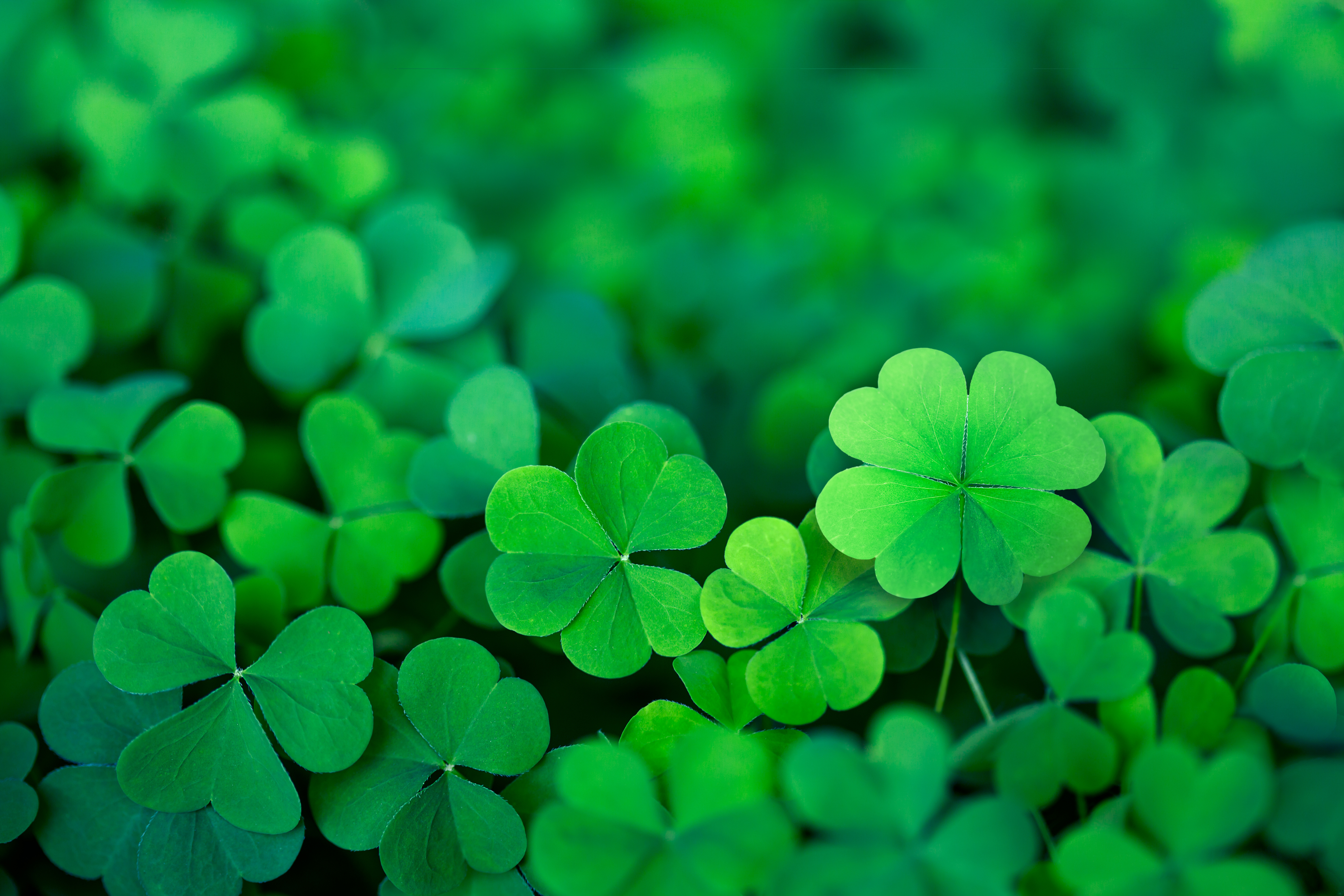 Shamrocks: A Symbol of Ireland – irish culture and traditions